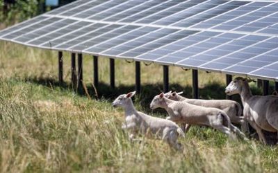 Ausbau der Solarenergie bei EnBW