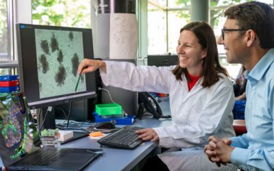 Chronischer Zellstress verändert das Darm-Mikrobiom