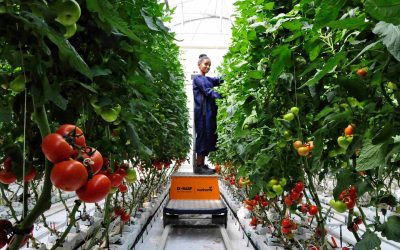 Gemüsesaatgut aus Äthiopien