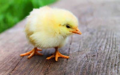 Kükentöten wird verboten