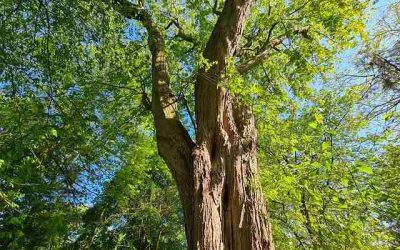 7,5 Millionen für GreenTech